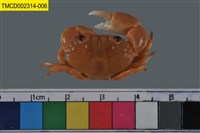 藏品(環紋金沙蟹)的圖片